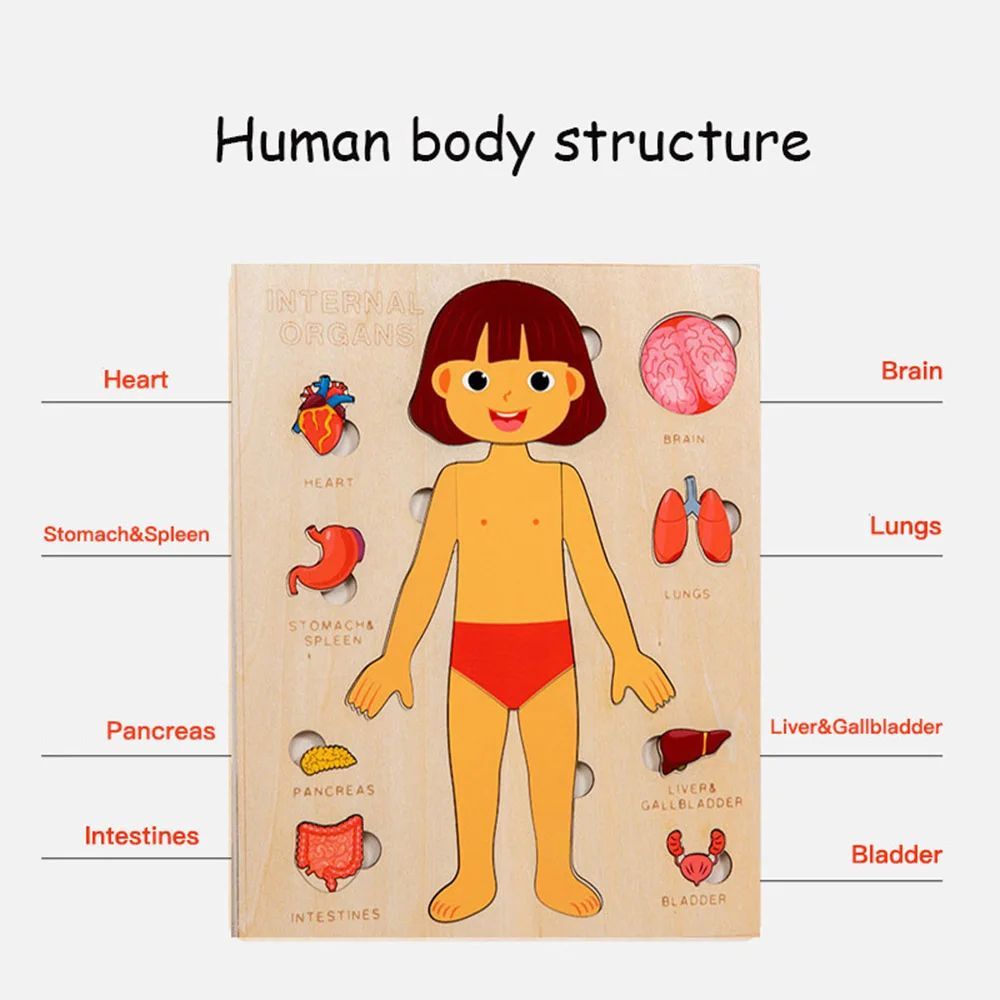 Wooden Montessori Human Body Organs Puzzle for Kids