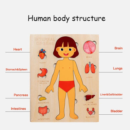 Wooden Montessori Human Body Organs Puzzle for Kids